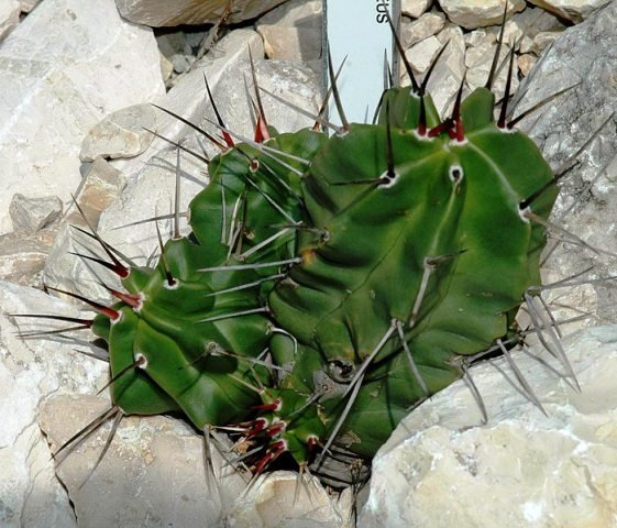 Echinocereus_triglochidiat